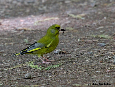 VERDERÓN (Chloris chloris) - (Macho) Jardin Botánico-MONTEVIDEO (Noviembre 2011)
